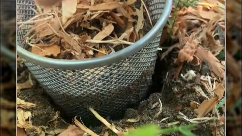 mesh pencil holder in garden