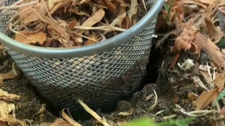 mesh pencil holder in garden