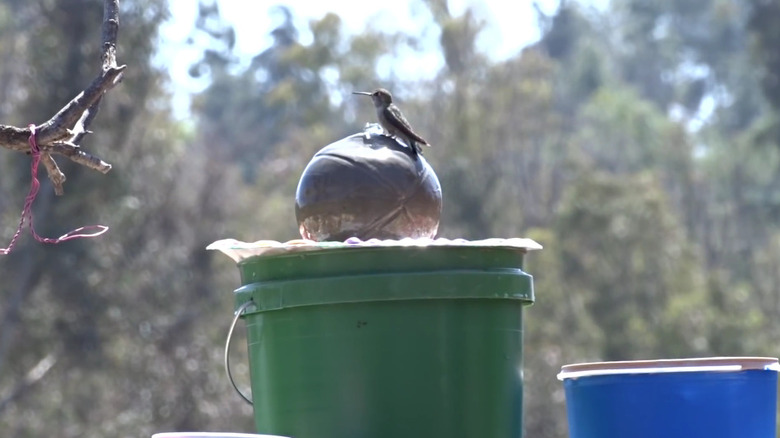Bird sitting and drinking on a DIY birdbath