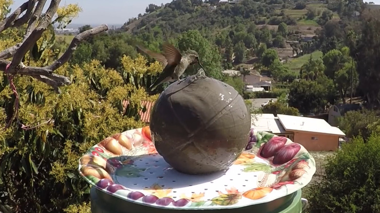 Bird drinking from a DIY plastic bucket birdbath