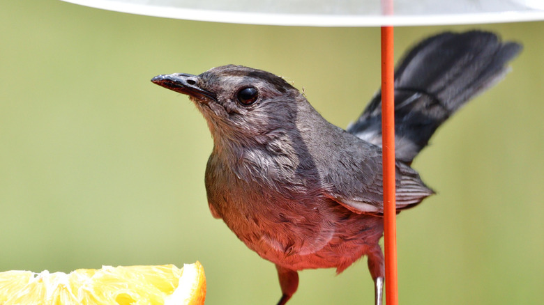 Small brown bird perches on a feeder with a clear cover and an orange slice.