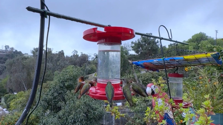 A red hummingbird feeder with hummingbirds visiting on a rainy day, featuring a red plastic lid added to cover the top