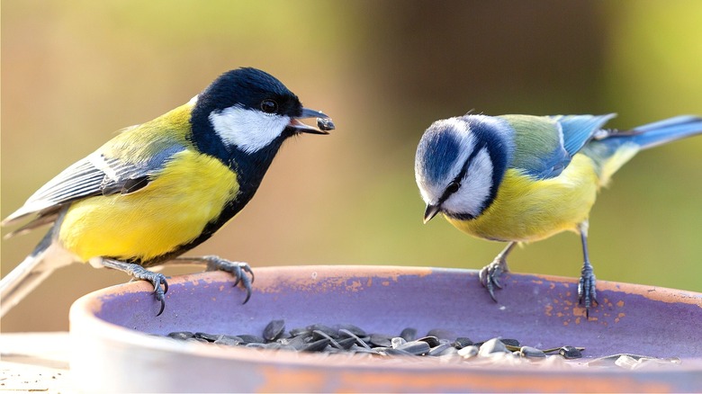 Birds eating seed from bowl