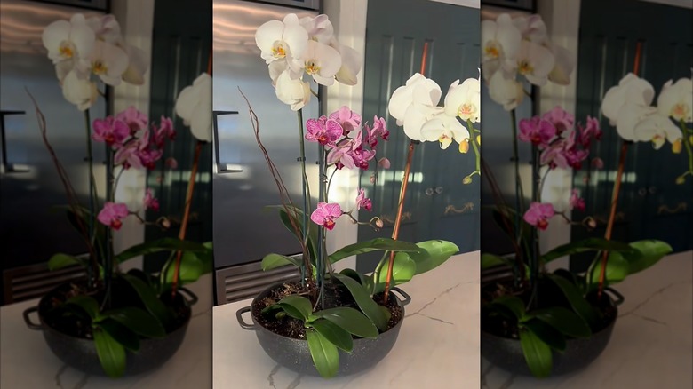 Orchids planted in an upcycled secondhand cooking pot on the kitchen counter.