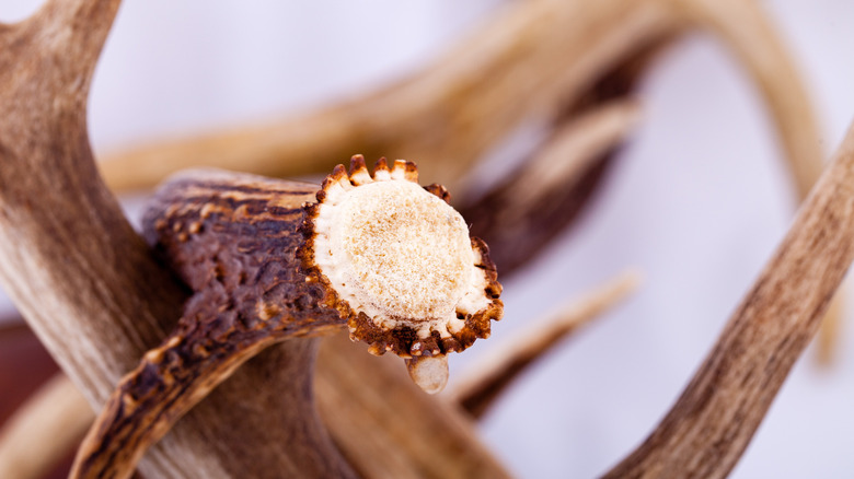 A close-up of the base and burr of a deer antler