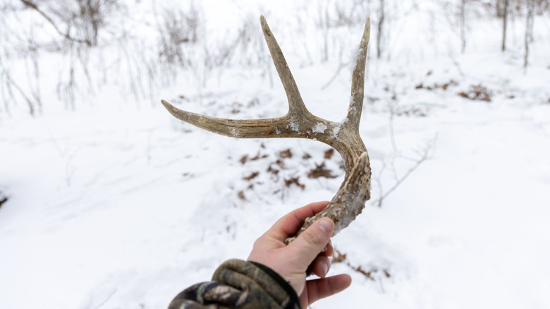 A person's hand holding a shed antler against a snowy background.