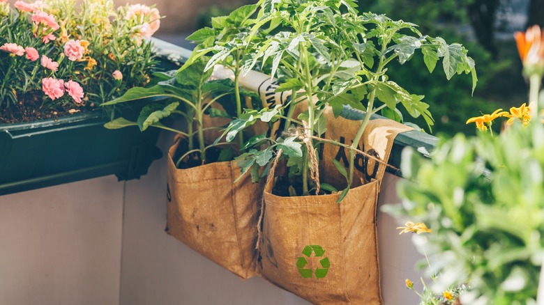 plants in grow bags