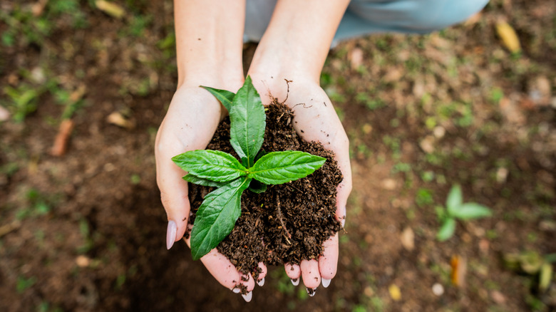 hands holding seedling in soil