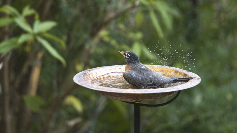 An American robin enjoying a bath in a simple birdbath.
