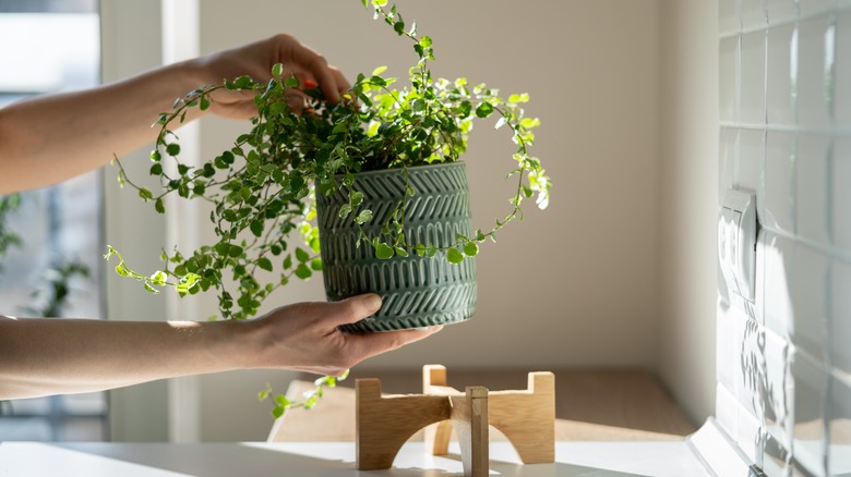 hands holding potted plant