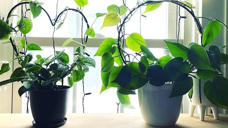 A collection of three different vining plants with wire frames made into heart and ball shapes.