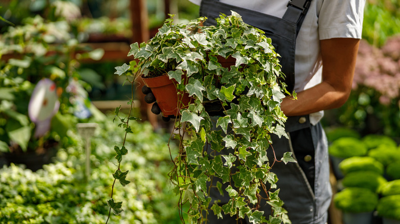 A person holding a large vining variegated ivy plant in a pot