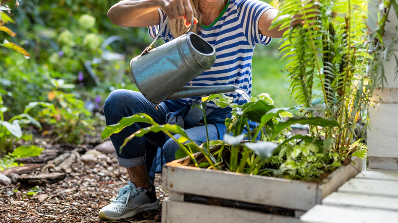 Woman watering garden plants with old metal watering canister.