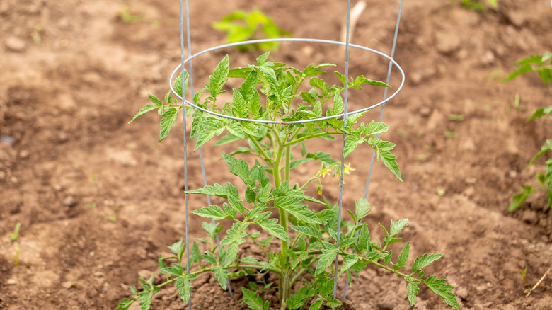 Tomato cage in the garden