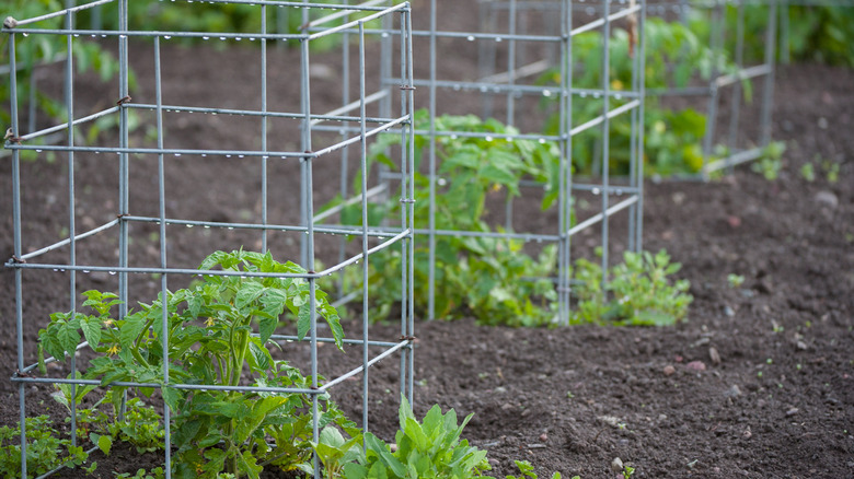 Tomato cages on plants