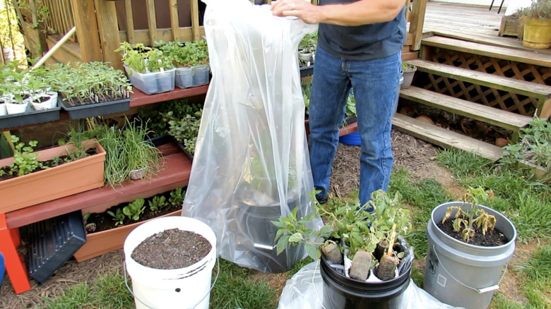 A gardener pulls a plastic bag up over a tomato cage to make a mini greenhouse for some pepper plants