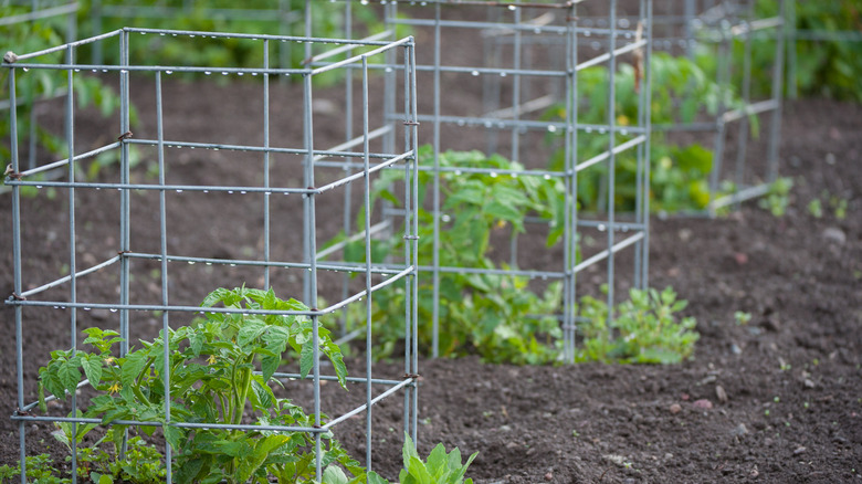 A row of square tomato cages
