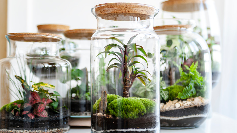 jar terrariums