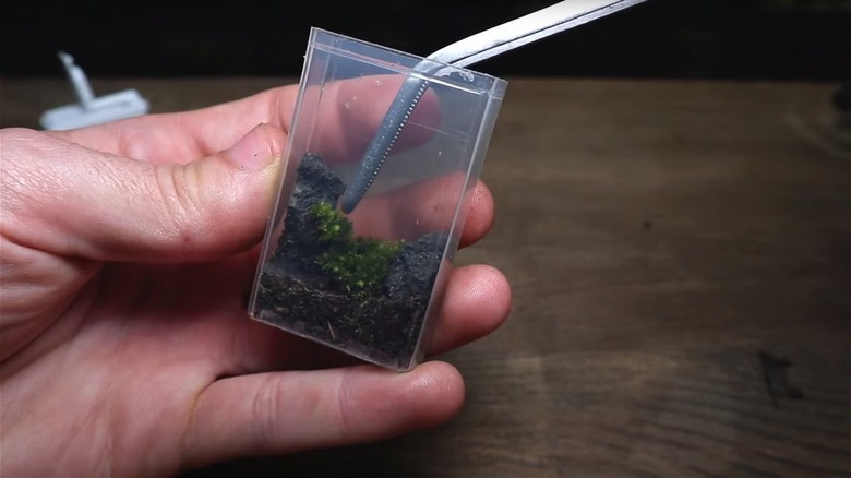 Person making Tic Tac terrarium