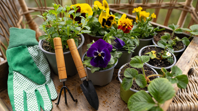 Gardening tools, gloves, and young pansy flowers