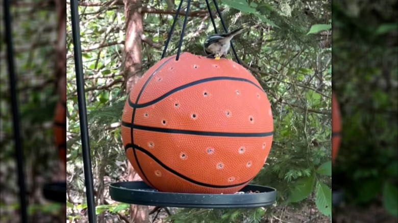 A bird eats seeds from the top of a homemade basketball bird feeder
