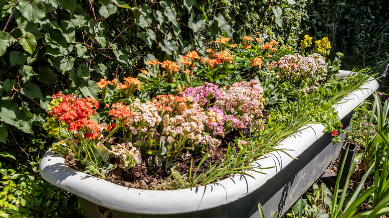 Flowers growing in a bathtub in a garden.