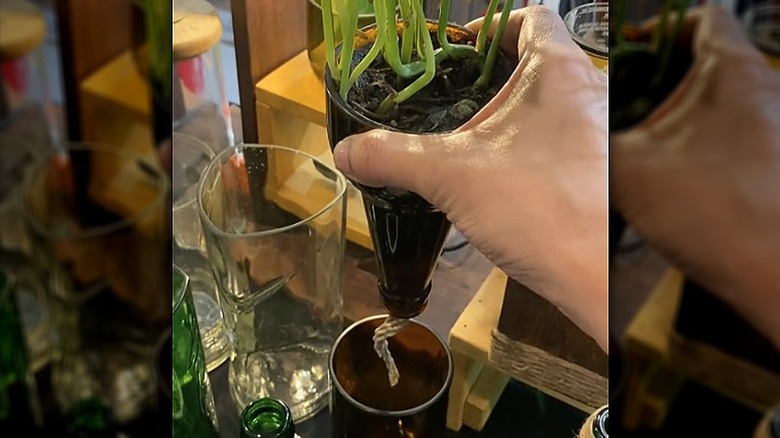 A hand holding the top of the beer bottle propagator to show the wicking rope coming through the bottom.
