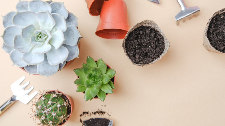 Succulents, potting soil, plastic containers, and gardenign tools on a table