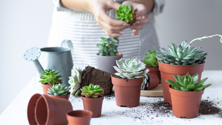 Woman's hands repotting succulents from plastic pots at a work table with a watering can