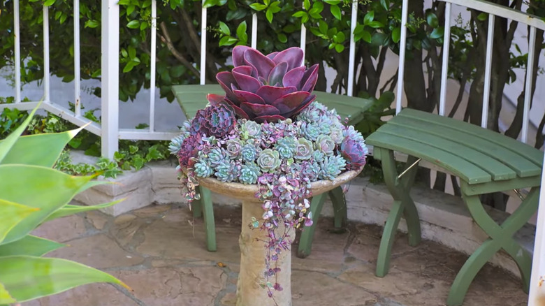 Pink, purple, and green succulents growing in an old bird bath on a stone garden path with green benches