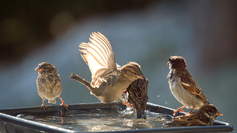 Five birds splashing in water in a rectangular container.