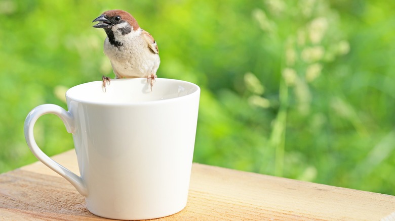 bird poised on edge of white mug