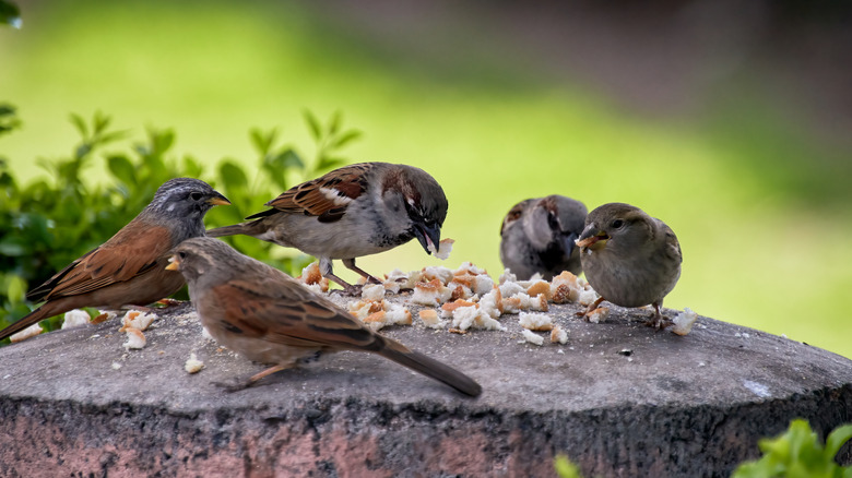 A group of birds eating bread crumbs off a stump.