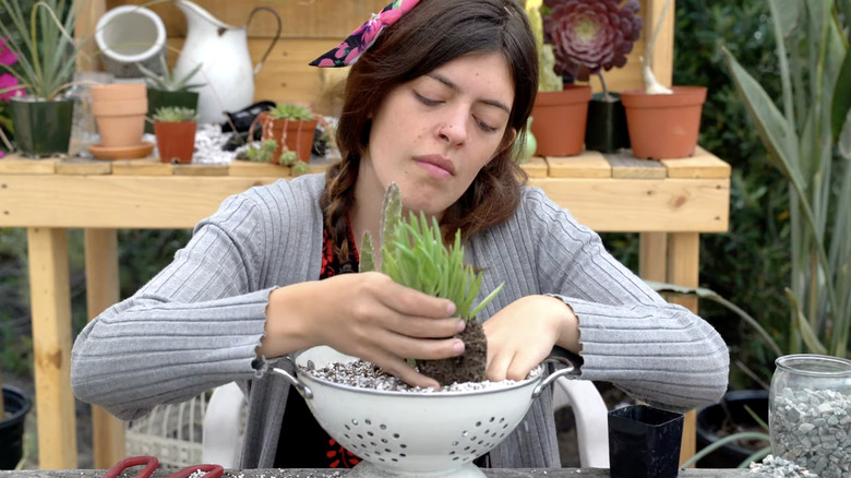 Woman planting succulents into an old metal colander.