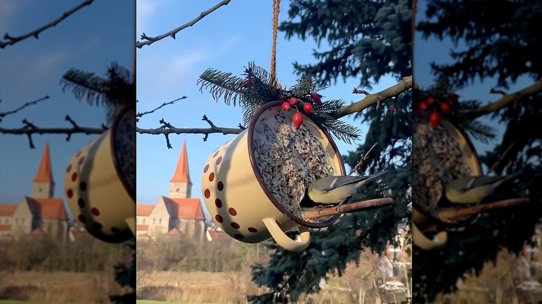 A bird eating a mixture of coconut meat, lard, and seed from a pot
