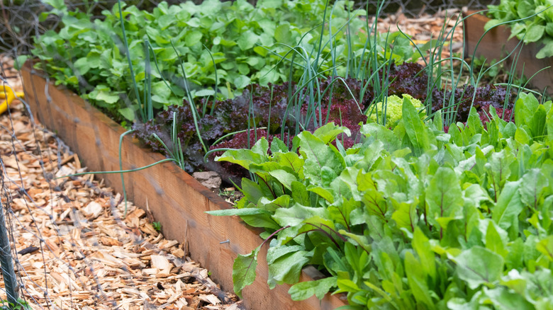 Vegetables growing from a handmade garden bed