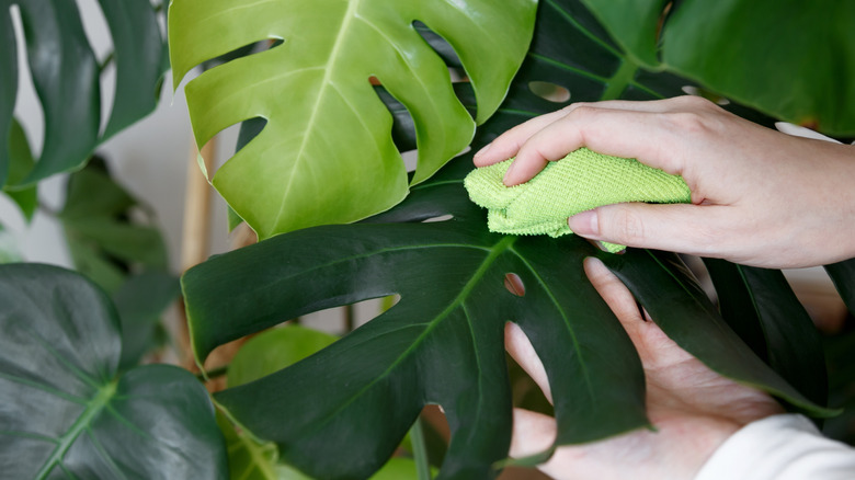 A person wiping the leaves of a large monstera plant