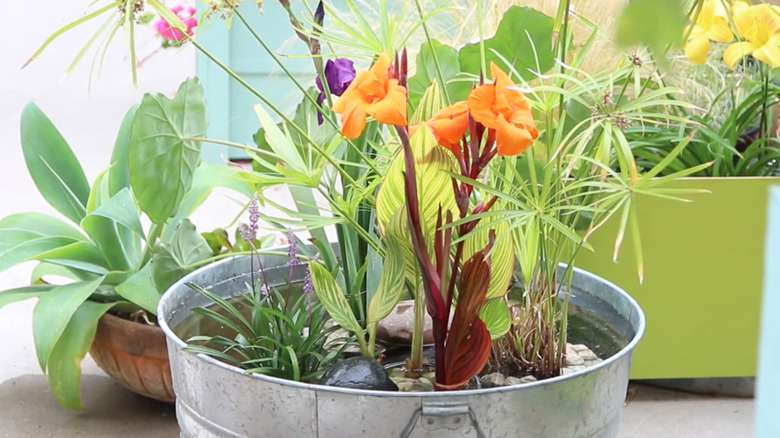 Galvanized tub used as pond with rocks and plants inside