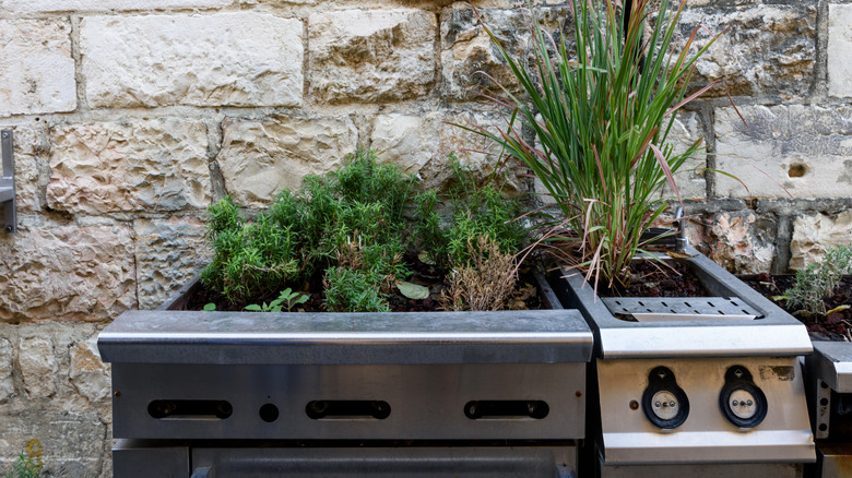A stainless steel grill filled with herbs like rosemary against a stone wall