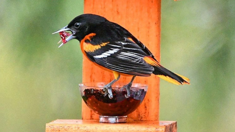 Oriole eating jelly from a jar on bird feeder