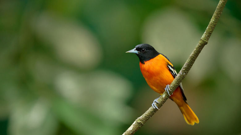 Baltimore oriole sitting on a branch