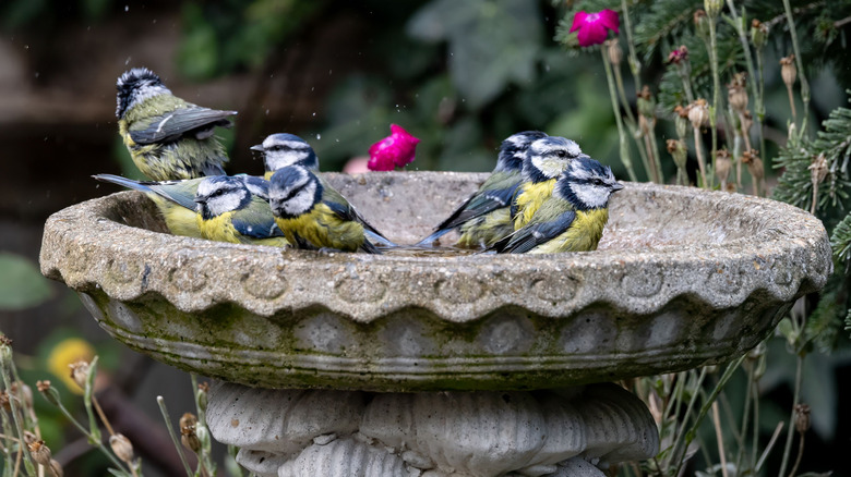 Birds sitting in a birdbath