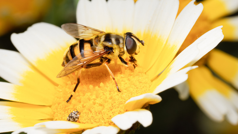 Bee sitting on a flower