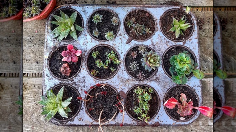 Muffin tin being used as a succulent planter sitting on outdoor table.