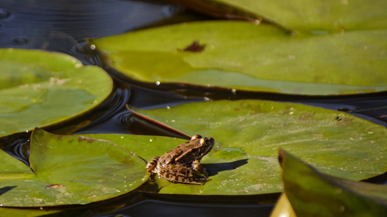 A small frog perches on the leaf of a waterlily growing in a pond.