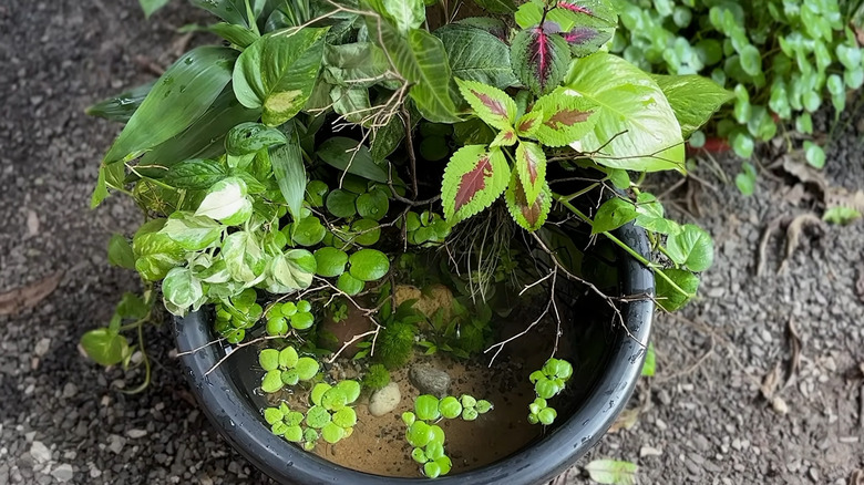 An established mini pond in an old nursery pot.