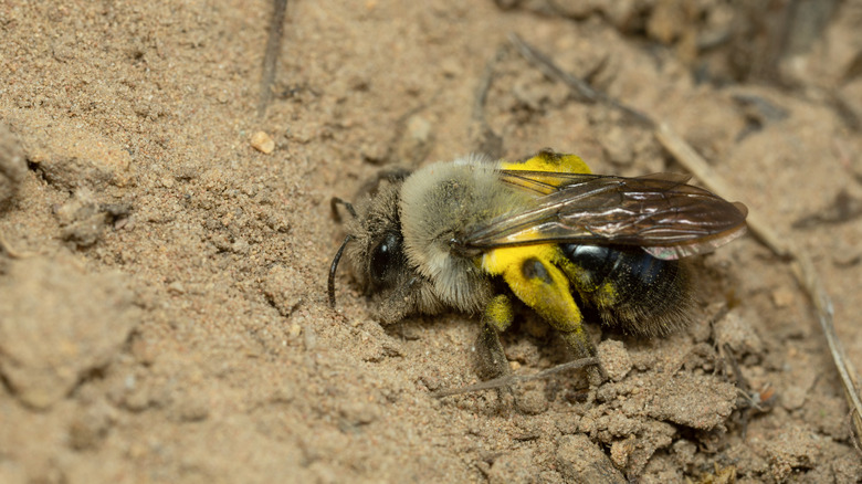 A ground-nesting bee digs in the dirt to create a tunnel to nest in.