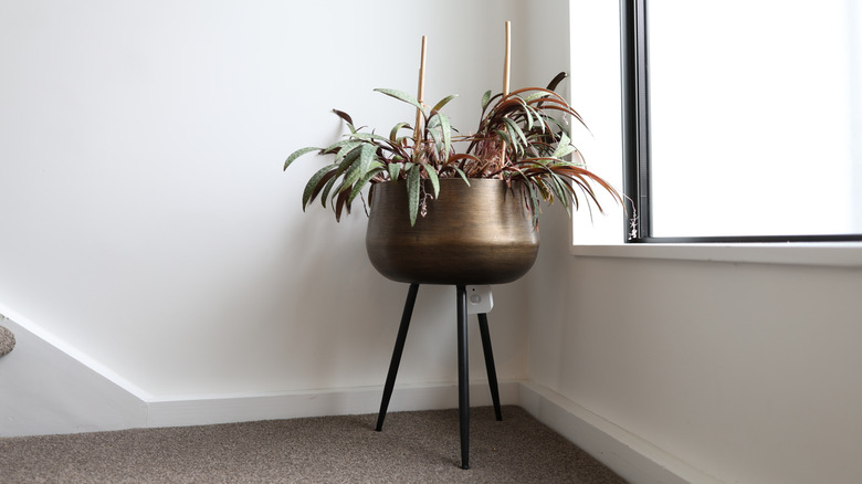 Legged golden planter with a plant in it by a window