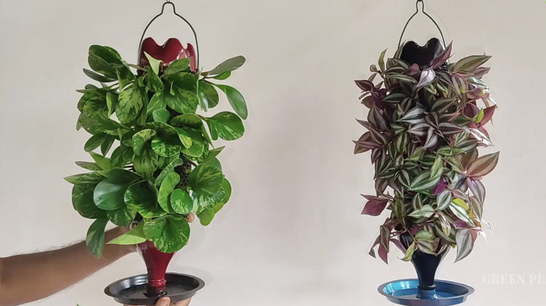 Two hanging propagation stations with plant cuttings.