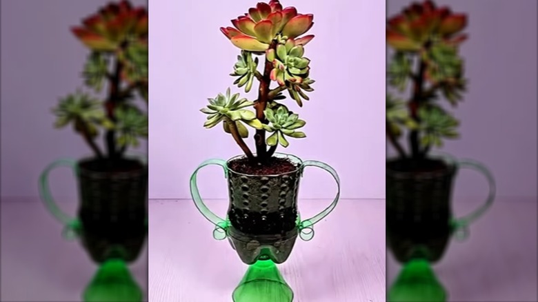 DIY planter made from plastic soda bottle